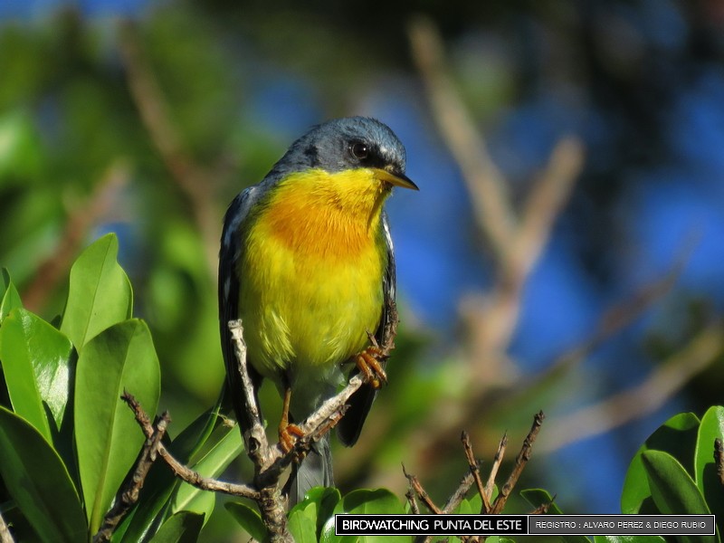 Tropical Parula - Birdwatching Punta del Este