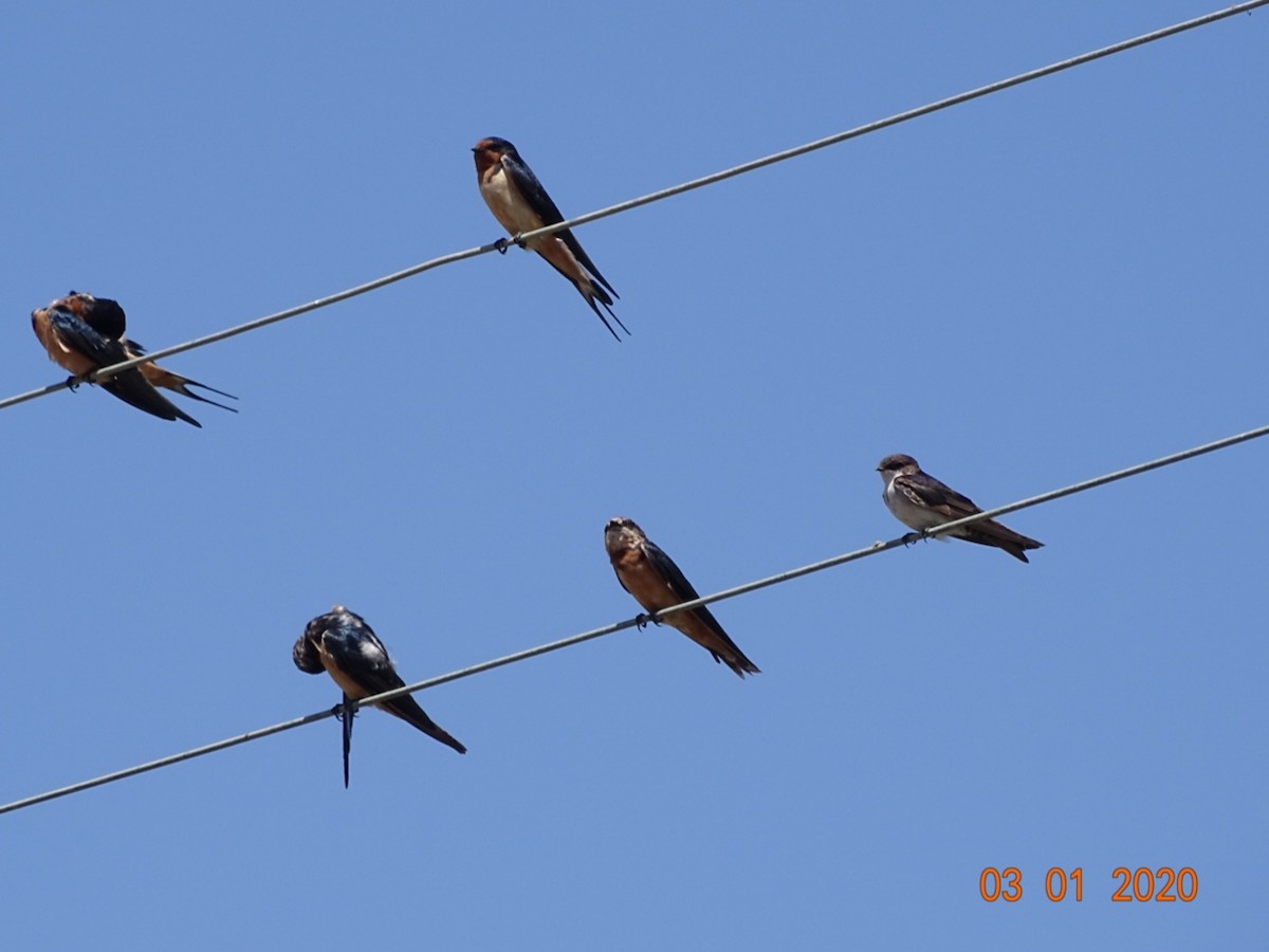 Barn Swallow - Charly Moreno Taucare