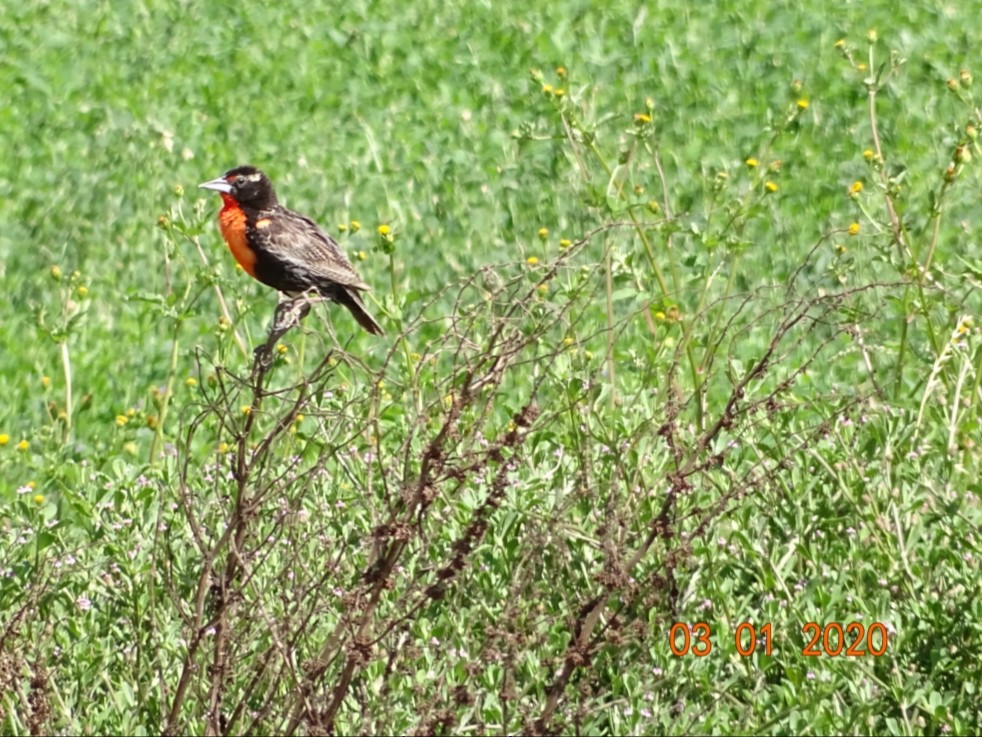 Peruvian Meadowlark - ML212822361