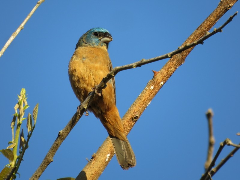 Glaucous-blue Grosbeak - Birdwatching Punta del Este
