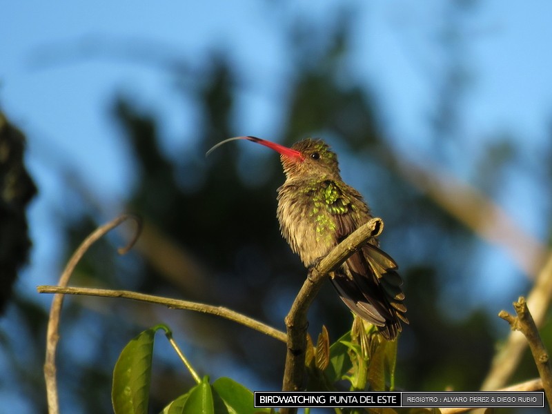 Gilded Hummingbird - Birdwatching Punta del Este