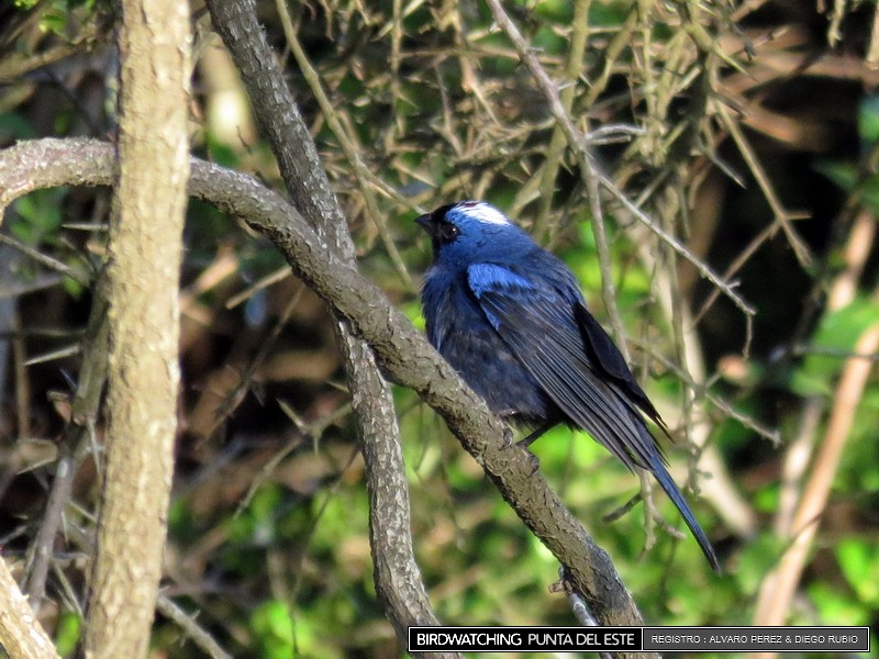 Diademed Tanager - Birdwatching Punta del Este