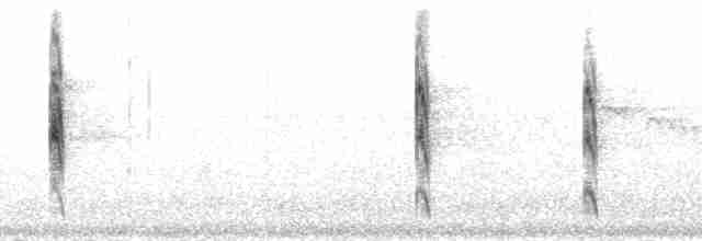 Желтогорлая пищуховая иглохвостка - ML212826