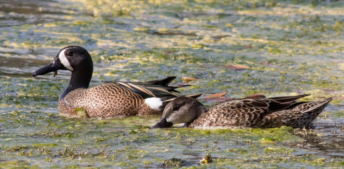 Blue-winged Teal - ML212827641
