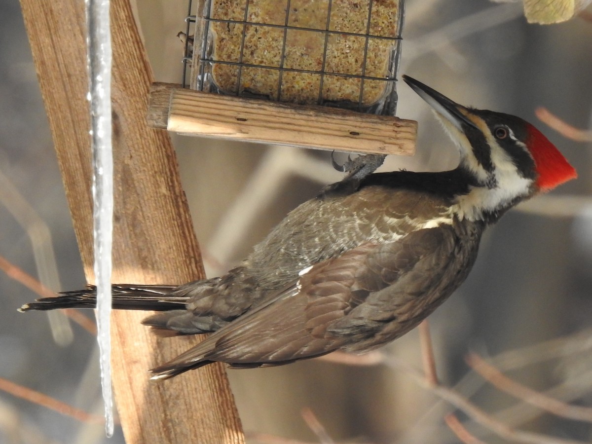 Pileated Woodpecker - ML212834011