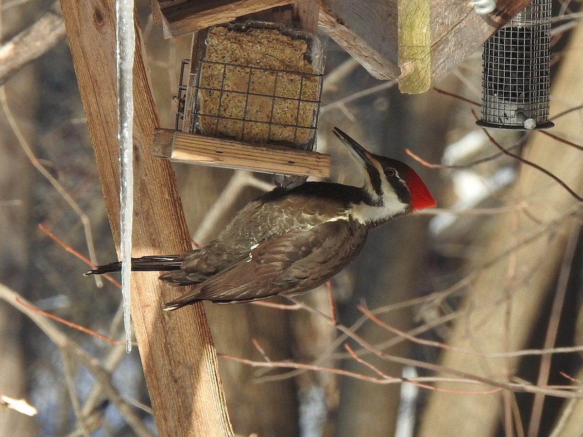 Pileated Woodpecker - ML212834041
