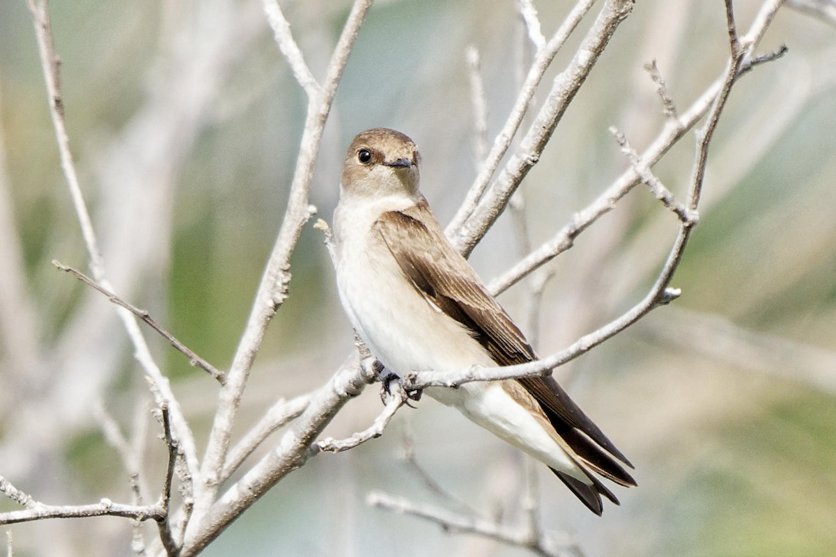 Northern Rough-winged Swallow - Susanne Meyer