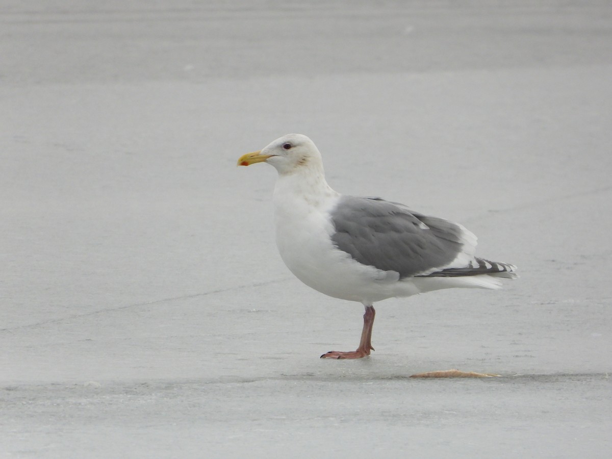 Glaucous-winged Gull - Cole Sage