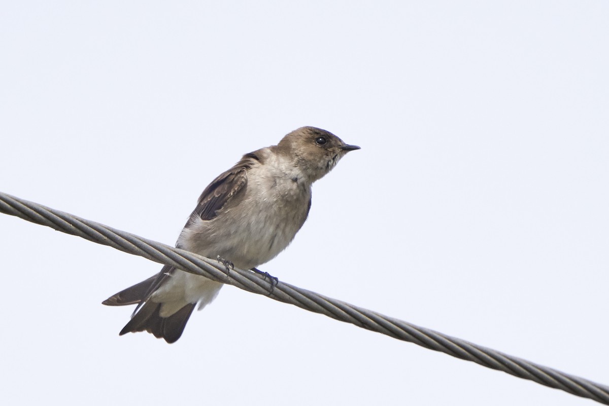 Northern Rough-winged Swallow - William Smith