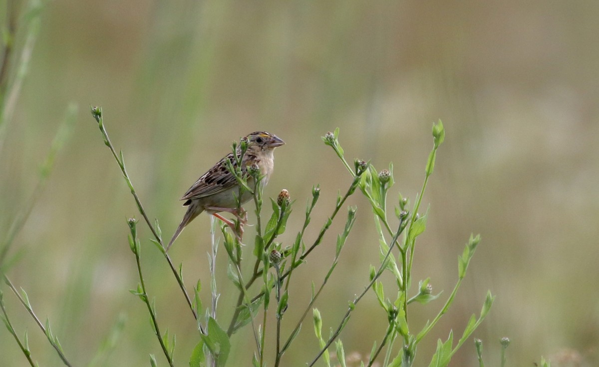 Grasshopper Sparrow - ML212842331