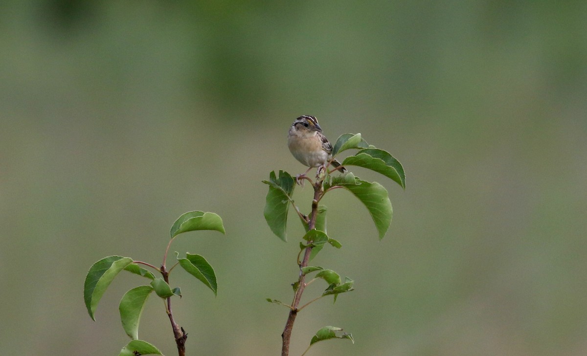 Grasshopper Sparrow - ML212842401