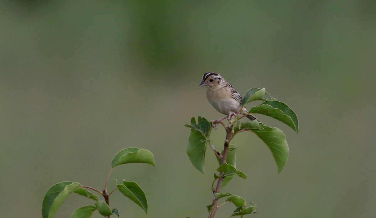 Grasshopper Sparrow - ML212842421