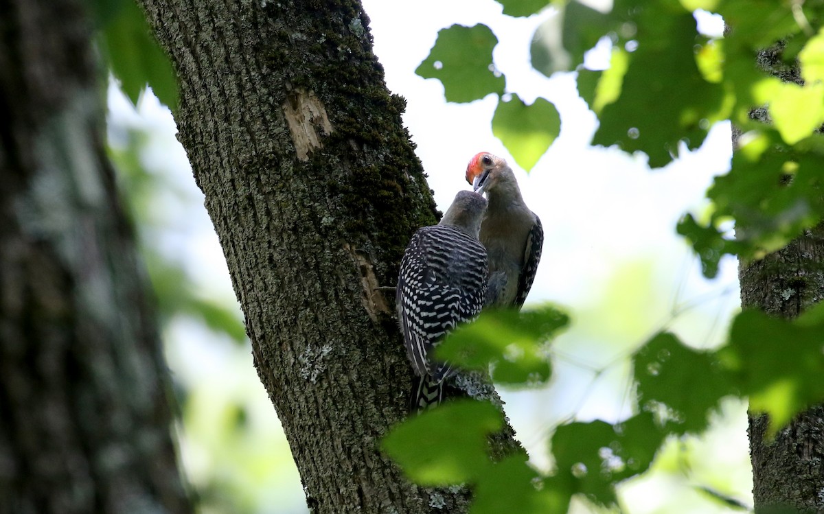 Red-bellied Woodpecker - ML212844051