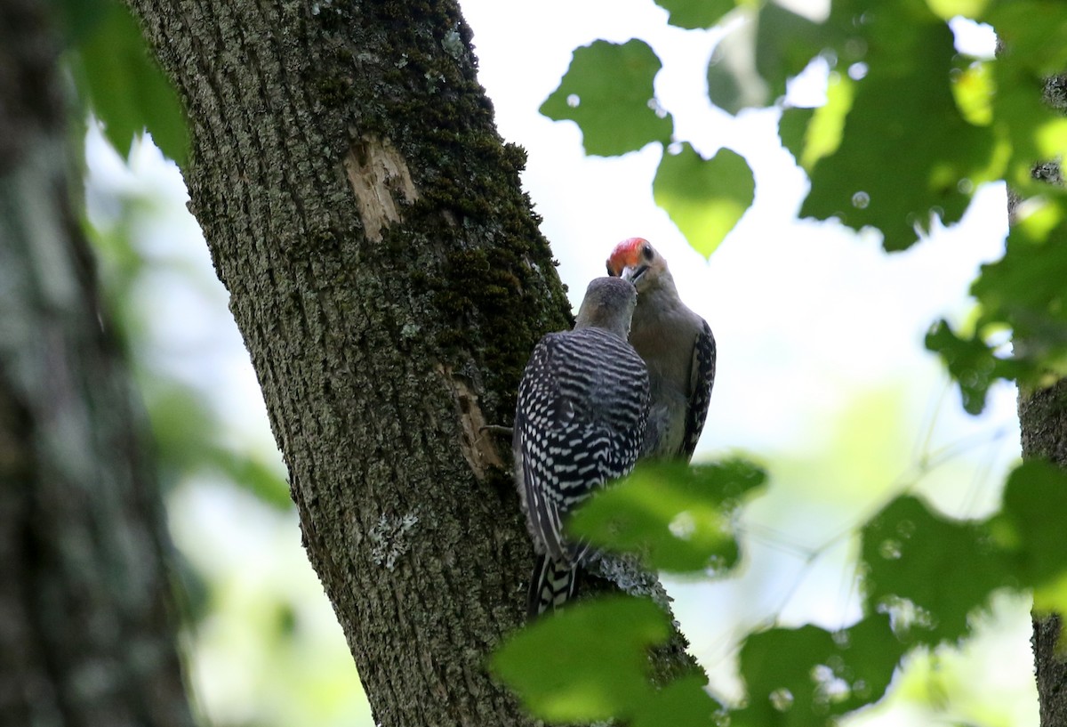 Red-bellied Woodpecker - ML212844151
