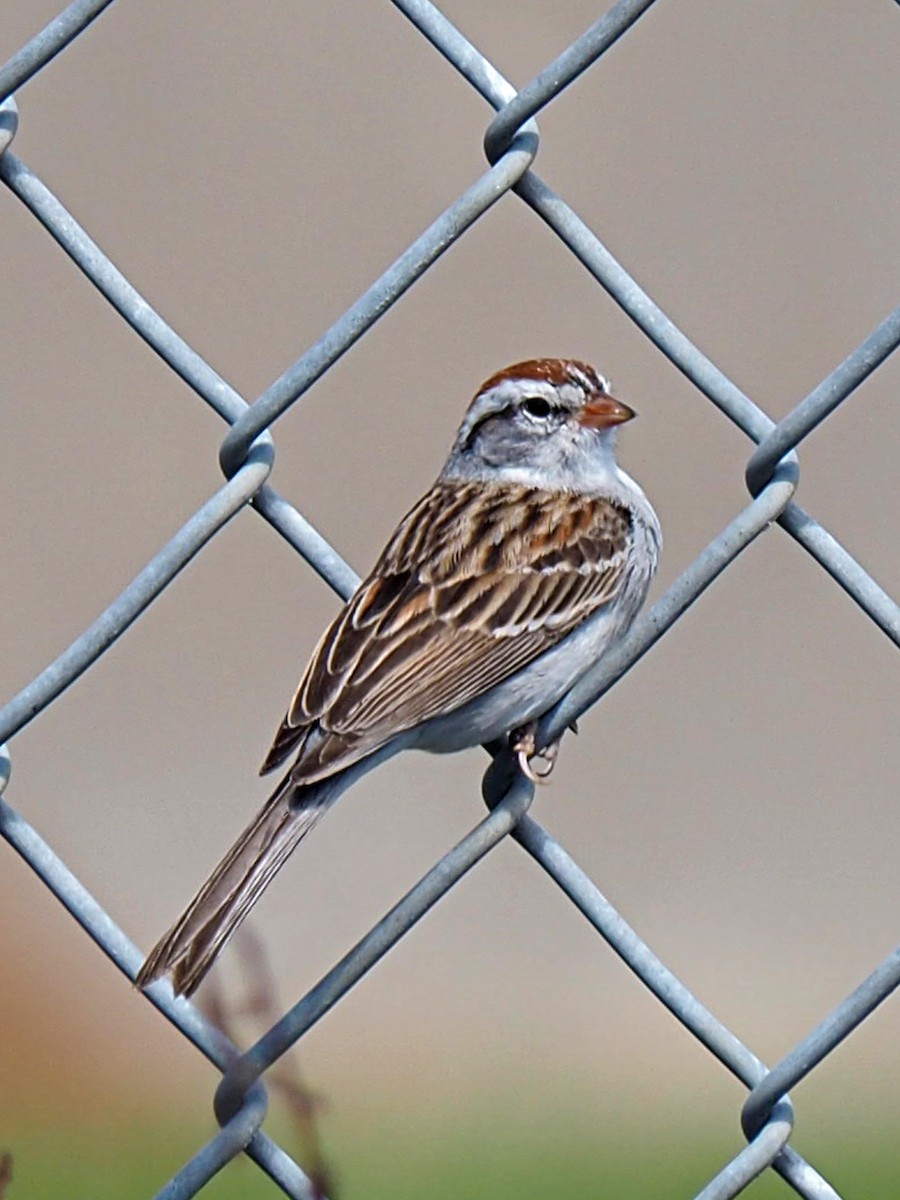Chipping Sparrow - ML212847351