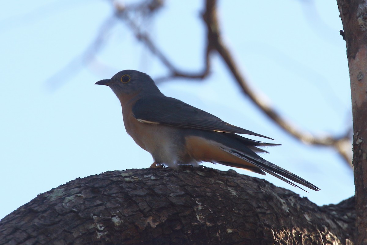 Fan-tailed Cuckoo - Bruce Robinson