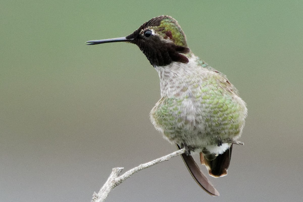 Anna's Hummingbird - ML212851931