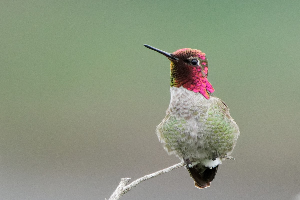 Anna's Hummingbird - ML212852001
