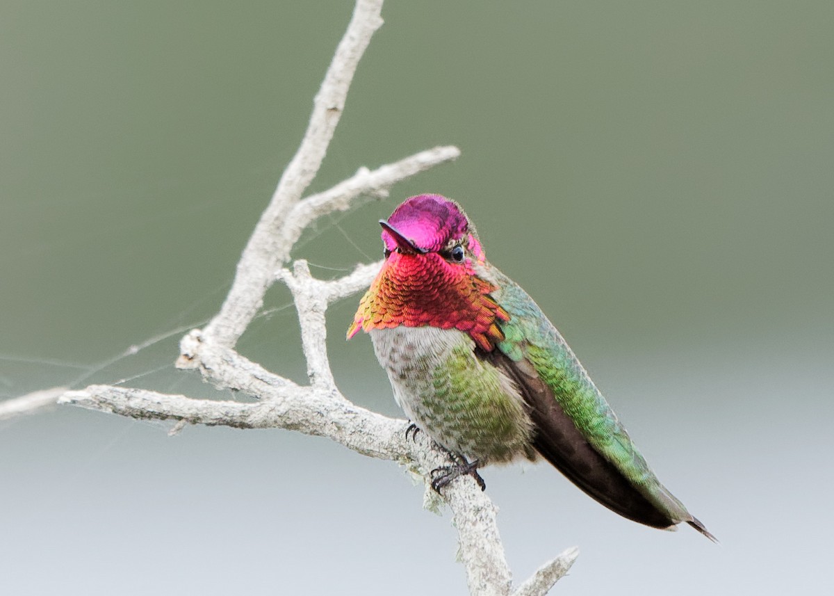 Anna's Hummingbird - ML212852061