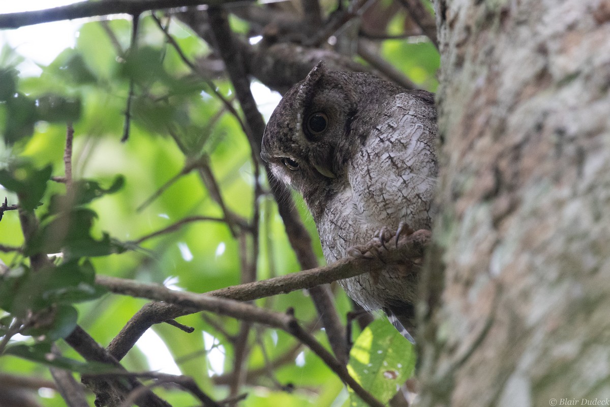 Middle American Screech-Owl (Middle American) - ML212860311