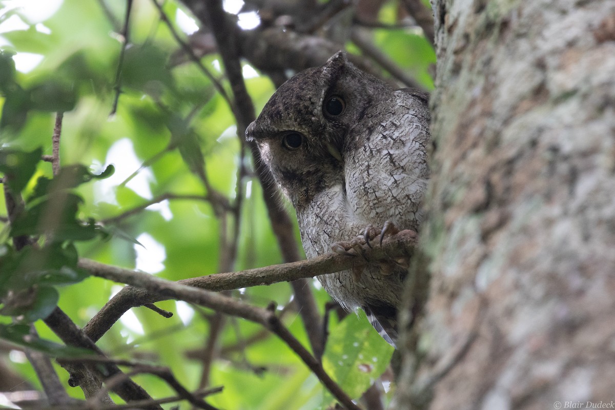 Middle American Screech-Owl (Middle American) - ML212860371
