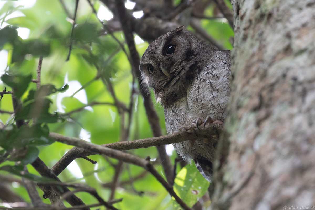 Middle American Screech-Owl (Middle American) - ML212860431