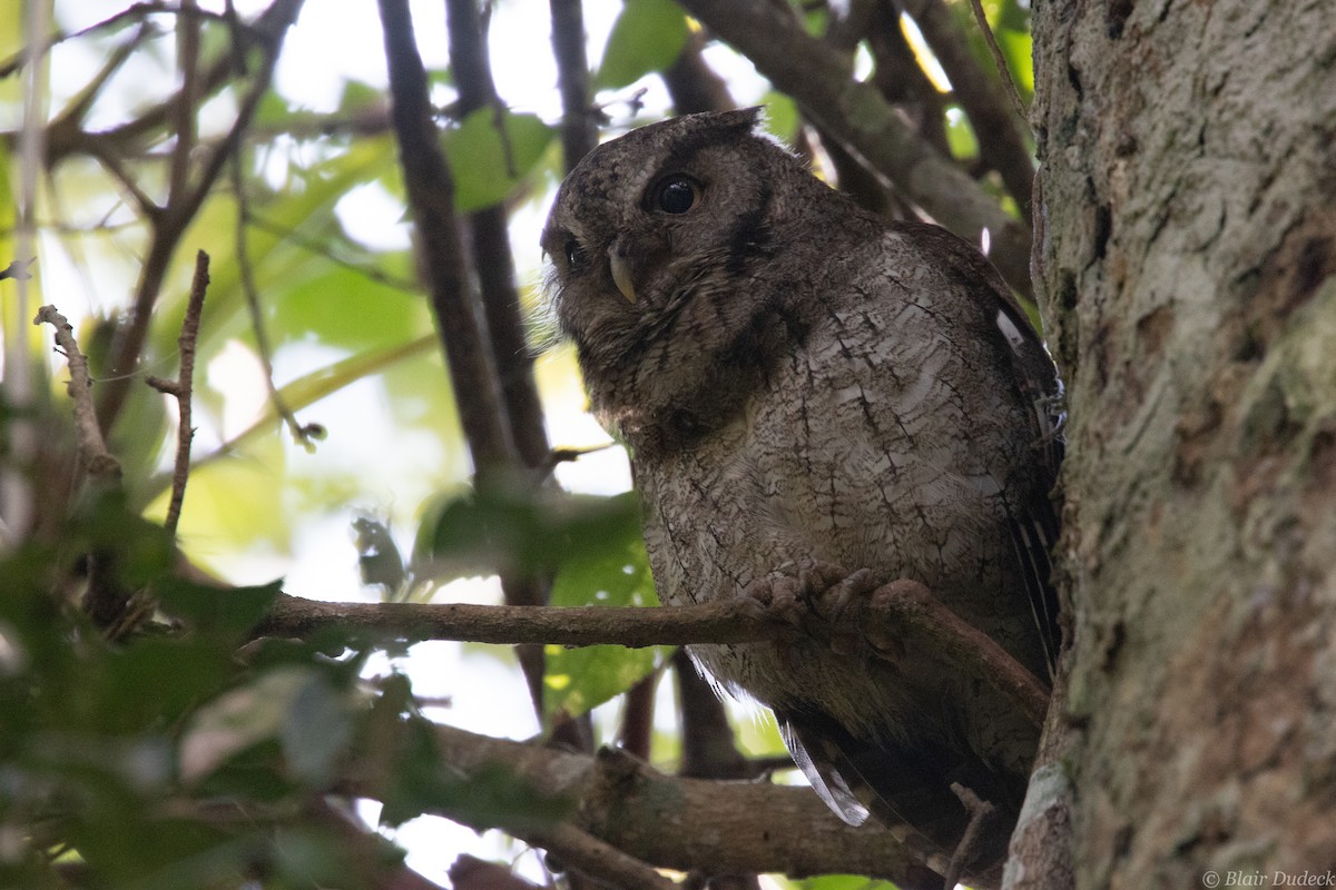 Middle American Screech-Owl (Middle American) - ML212860491