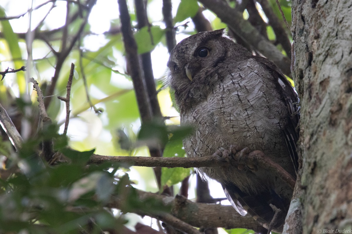 Middle American Screech-Owl (Middle American) - ML212860521