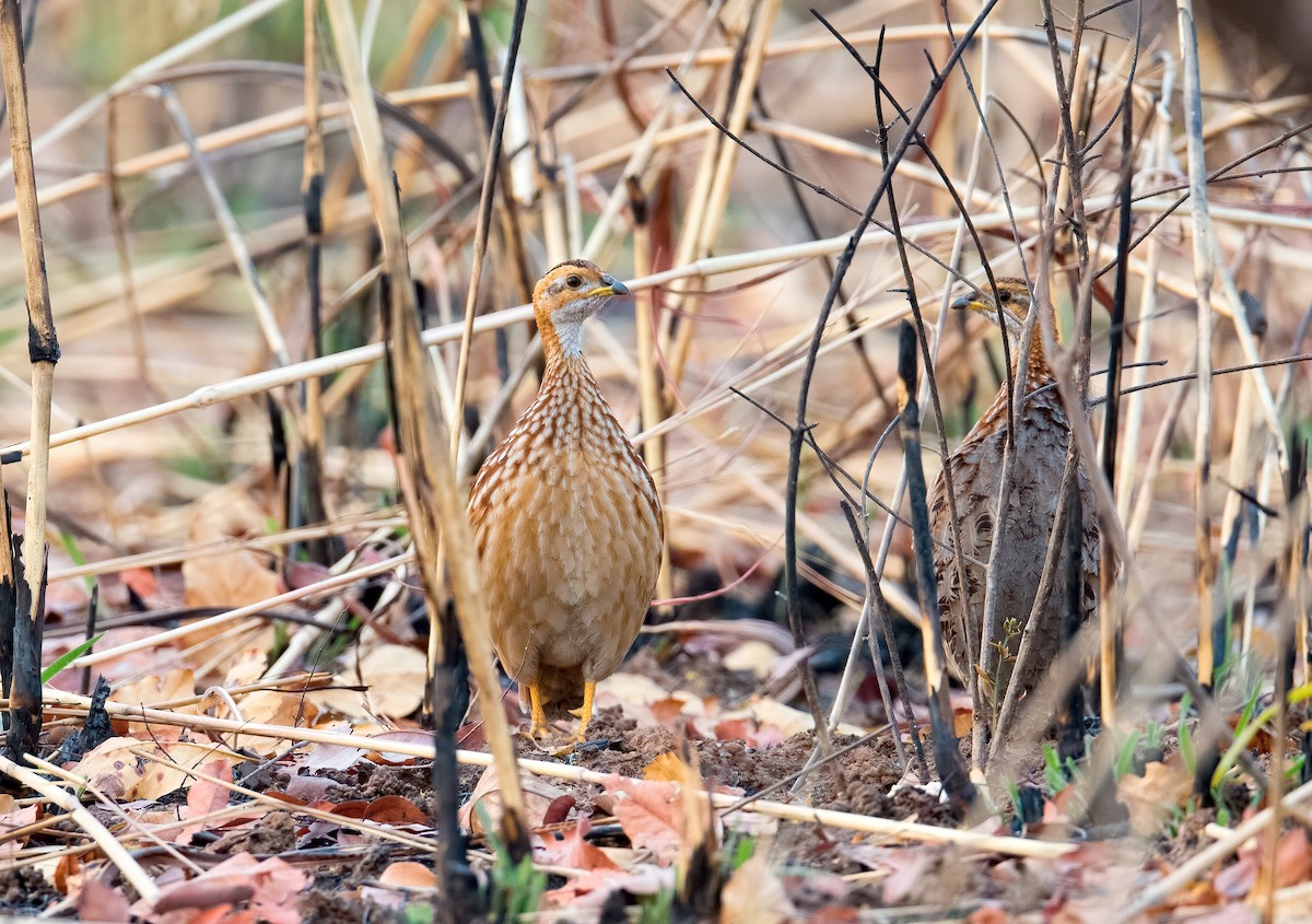 White-throated Francolin - ML212861321