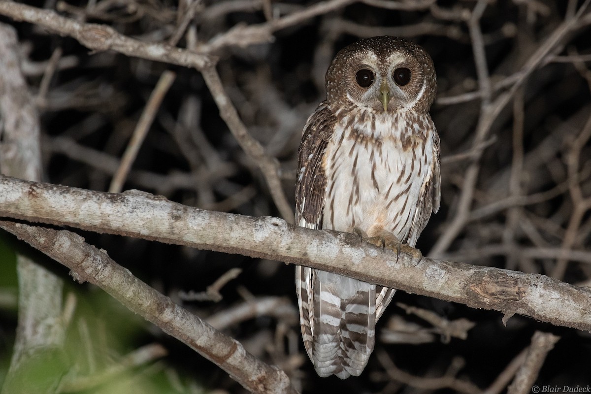 Mottled Owl - Blair Dudeck