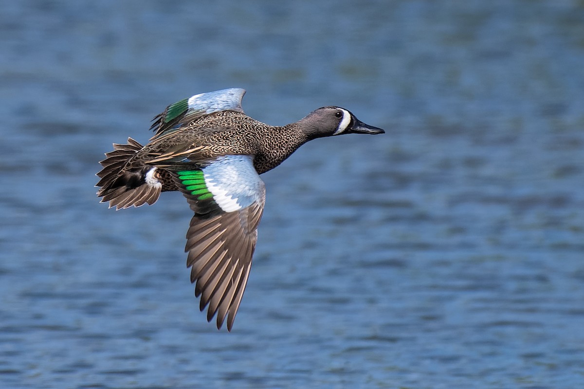 Blue-winged Teal - ML212864861
