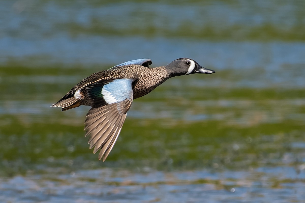 Blue-winged Teal - ML212864901