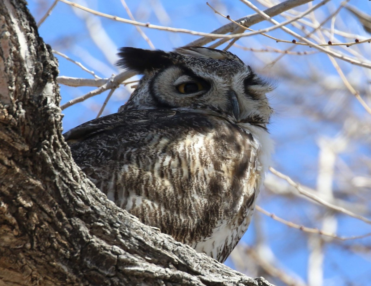 Great Horned Owl - ML212865021