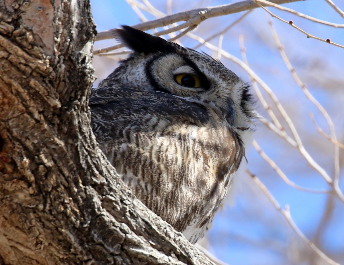 Great Horned Owl - ML212865101