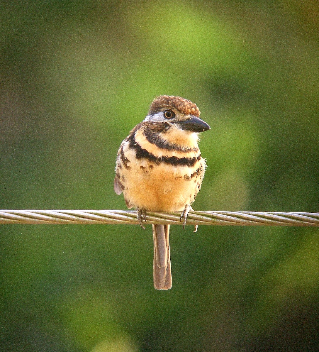Two-banded Puffbird - ML212870961
