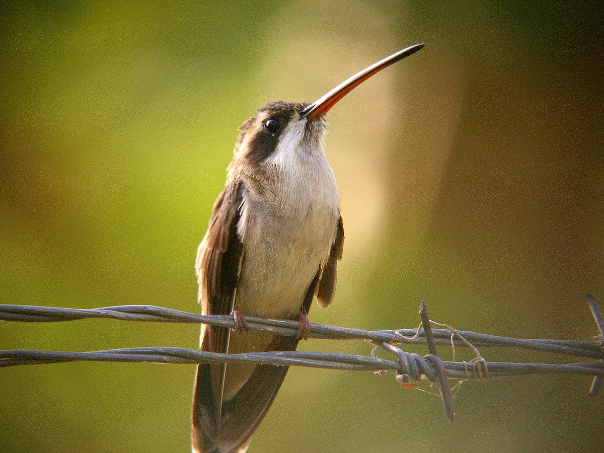 kolibřík světlebřichý - ML212871321
