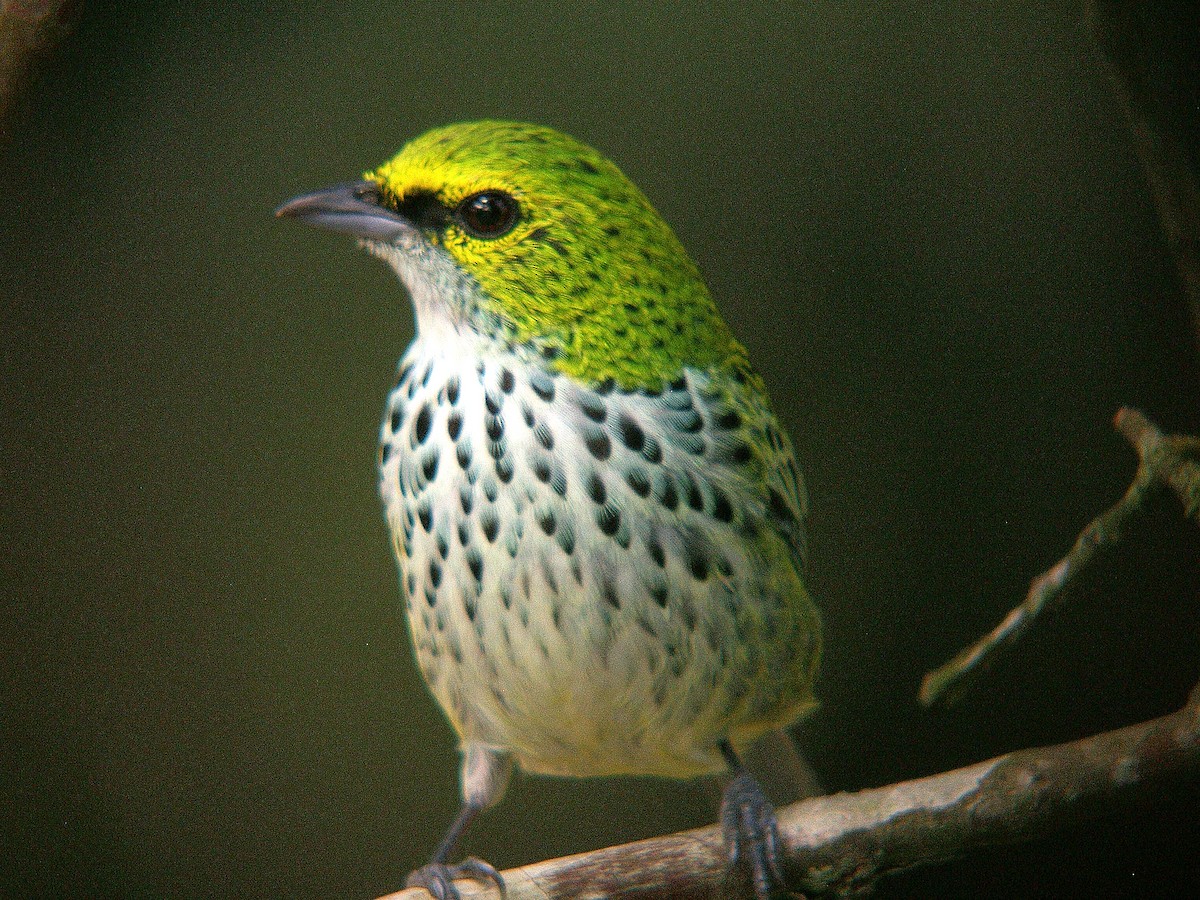 Speckled Tanager - ML212871751