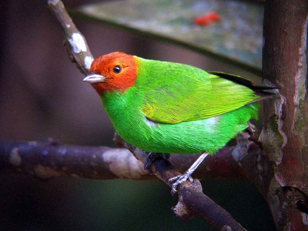 Bay-headed Tanager - ML212872241