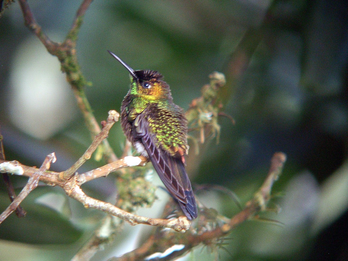 kolibřík fialovočelý - ML212873361