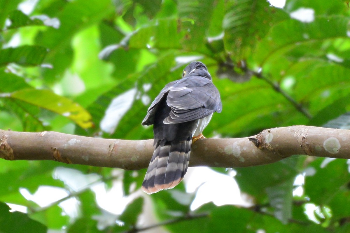 Malaysian Hawk-Cuckoo - Harn Sheng Khor