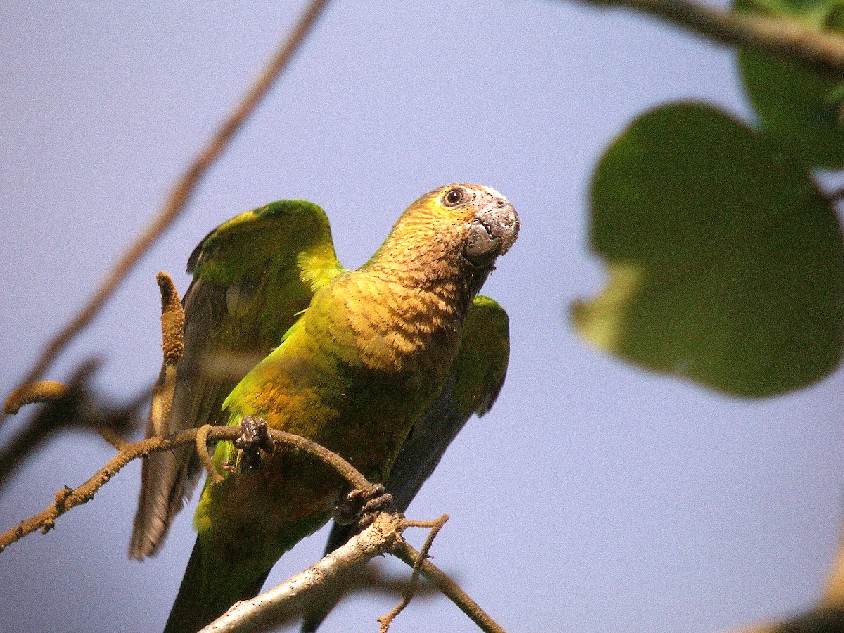 Brown-throated Parakeet - ML212877221