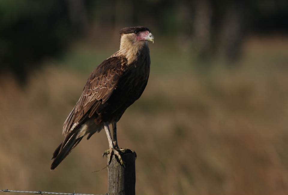 Crested Caracara (Northern) - Paul Marvin