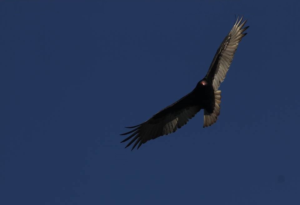 Turkey Vulture - ML21288411