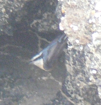 Red-breasted Nuthatch - Nick Lethaby