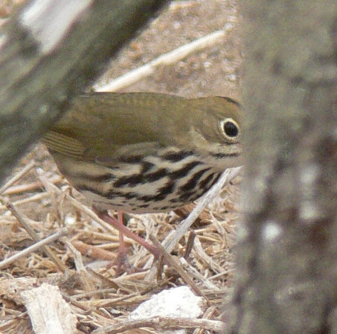 Ovenbird - Nick Lethaby