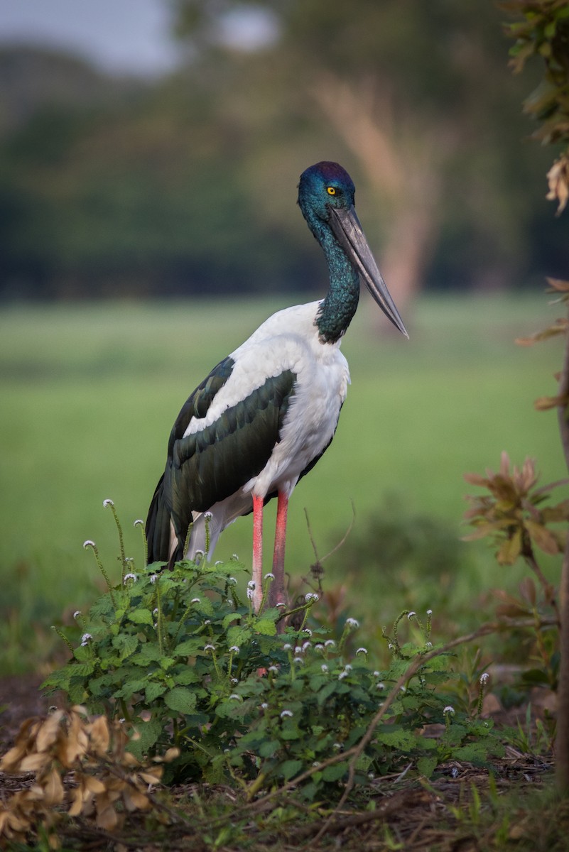 Black-necked Stork - Casey Lowder