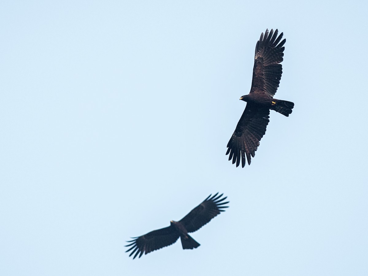 Black Eagle - Arpan Saha
