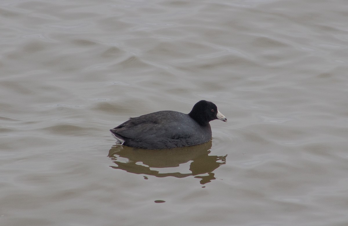 American Coot - Sage Levy