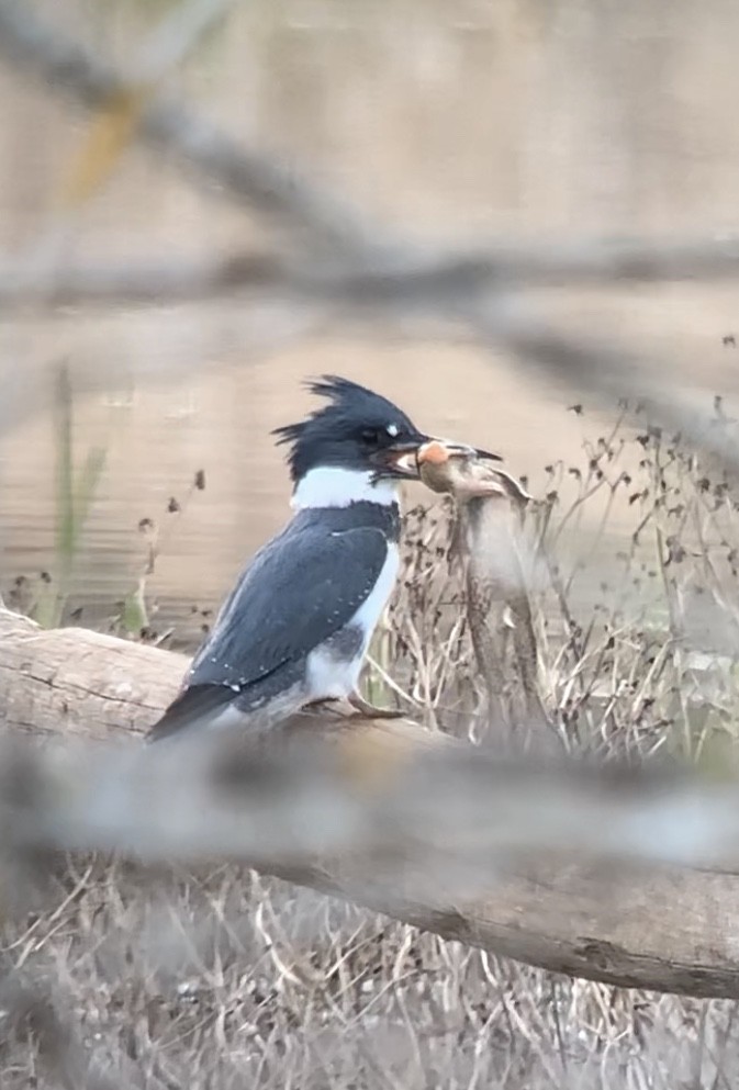 Belted Kingfisher - Mike Green