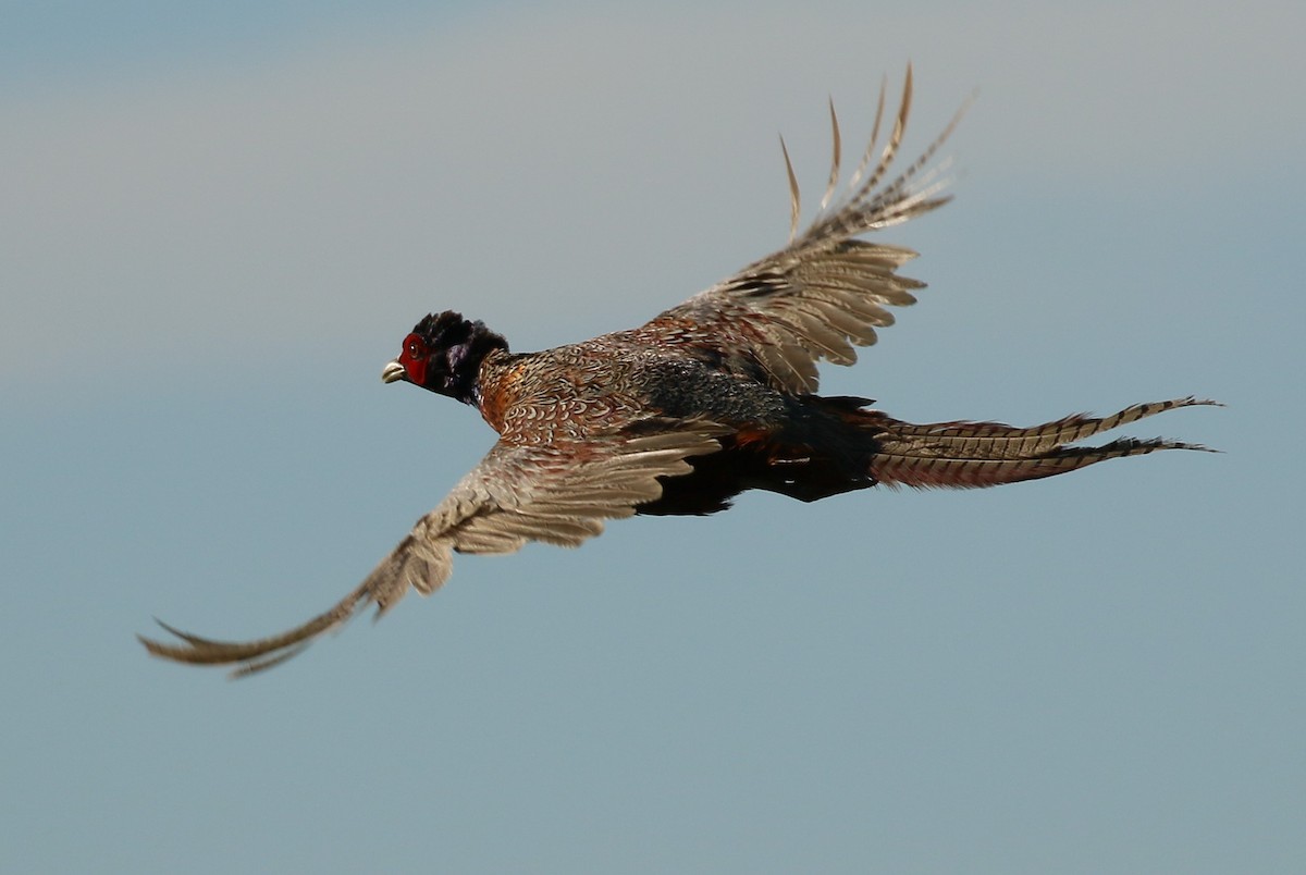 Ring-necked Pheasant - ML212897081